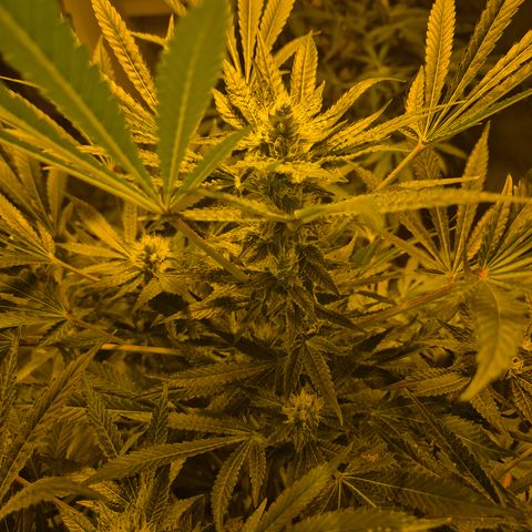 Karli - SHISKABERRY (auto) growlog timeline photo