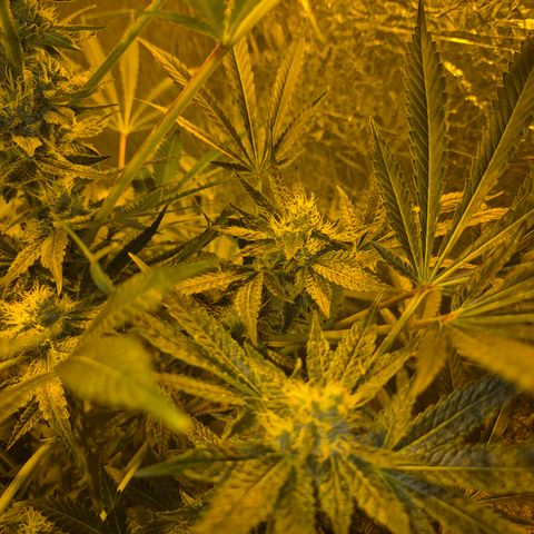 Karli - SHISKABERRY (auto) growlog timeline photo