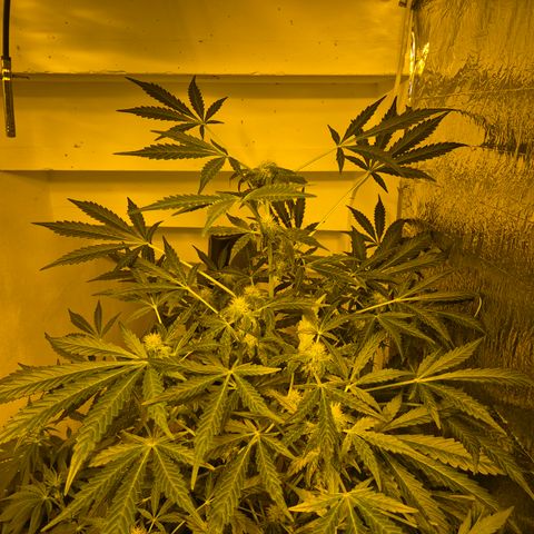 Runtzi Auto ♥️ Barney's Farm  growlog timeline photo