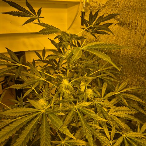 Runtzi Auto ♥️ Barney's Farm  growlog timeline photo
