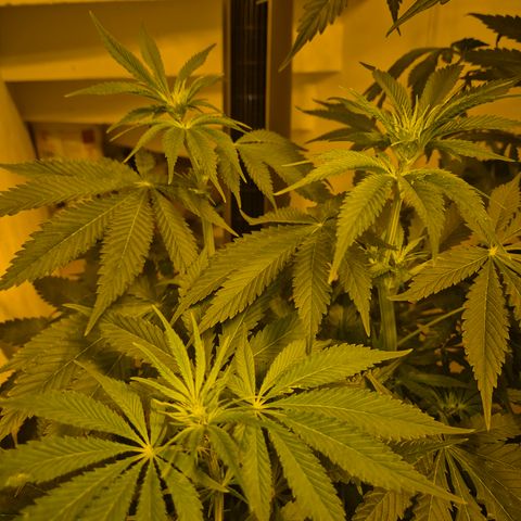 🍍Anna  #1 amnesia lemon  growlog timeline photo