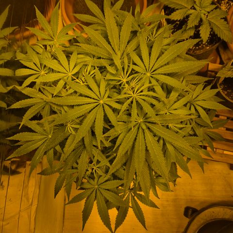 Mimosa evo Photo ♥️ Barney's Farm  growlog timeline photo