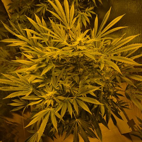 Karli - SHISKABERRY (auto) growlog timeline photo