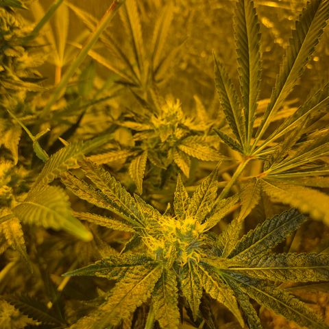 Karli - SHISKABERRY (auto) growlog timeline photo