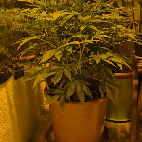 Mimosa evo Photo ♥️ Barney's Farm  growlog timeline photo