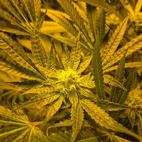 Karli - SHISKABERRY (auto) growlog timeline photo