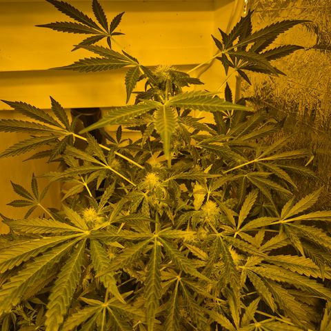 Runtzi Auto ♥️ Barney's Farm  growlog timeline photo