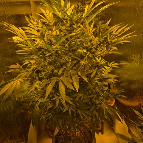 Karli - SHISKABERRY (auto) growlog timeline photo