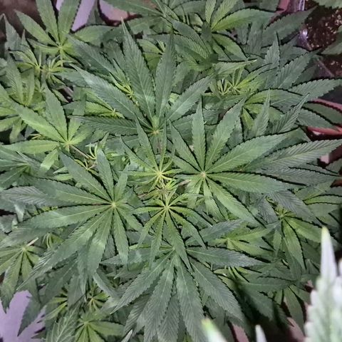 Mimosa evo Photo ♥️ Barney's Farm  growlog timeline photo