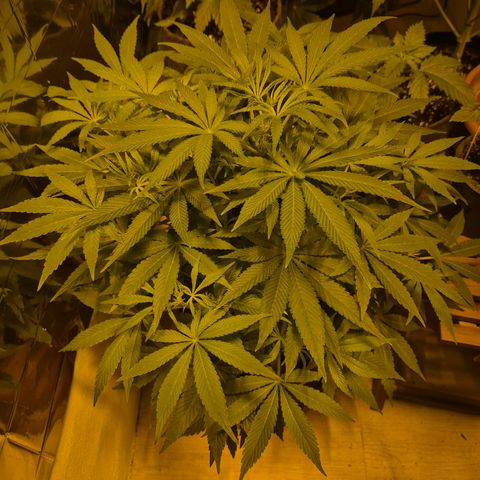 Mimosa evo Photo ♥️ Barney's Farm  growlog timeline photo