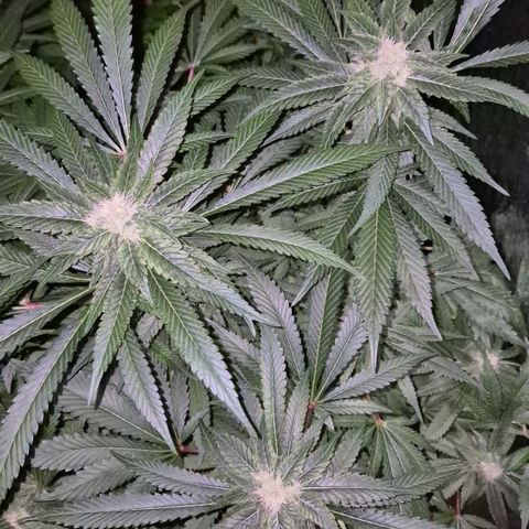 Kushi 😶‍🌫️(rest n. Teilernte/ critical kush, 9.1.24 🎁, Kümmerling) growlog timeline photo
