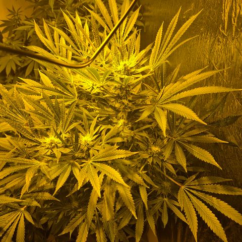 Karli - SHISKABERRY (auto) growlog timeline photo