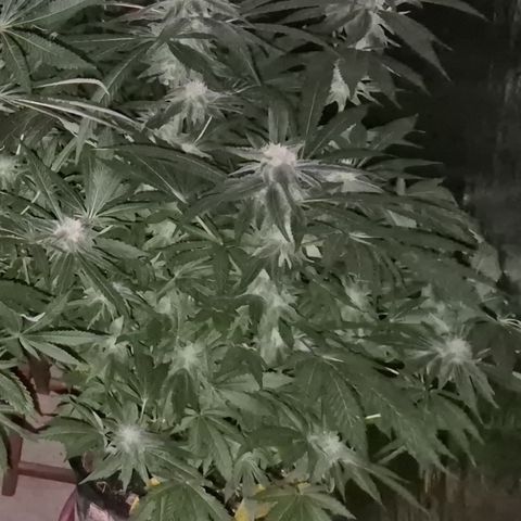 Kushi 😶‍🌫️(rest n. Teilernte/ critical kush, 9.1.24 🎁, Kümmerling) growlog timeline photo