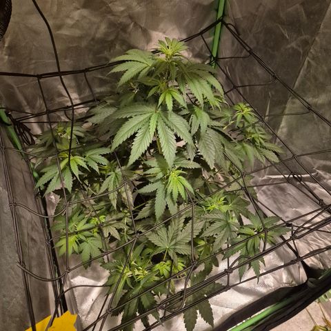 🌅Sherbi photo, blue sunset sherbert, Barneys farm  growlog timeline photo