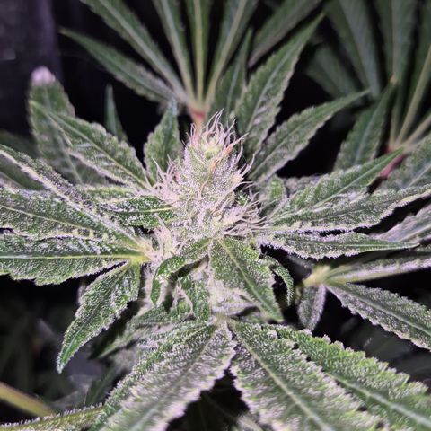 Karli - SHISKABERRY (auto) growlog timeline photo