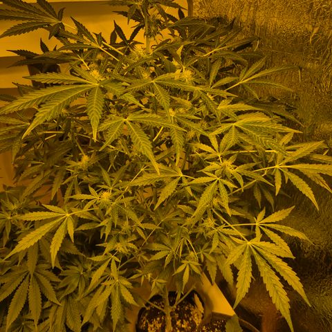 Runtzi Auto ♥️ Barney's Farm  growlog timeline photo