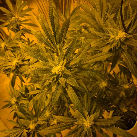 Kushi 😶‍🌫️(rest n. Teilernte/ critical kush, 9.1.24 🎁, Kümmerling) growlog timeline photo