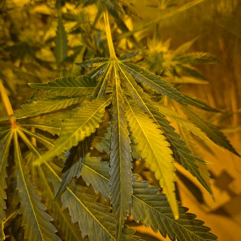 Kushi 😶‍🌫️(rest n. Teilernte/ critical kush, 9.1.24 🎁, Kümmerling) growlog timeline photo