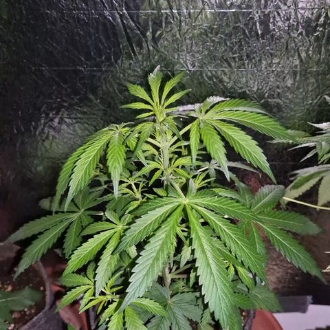 🌈 Zkittles auto🌈 growlog timeline photo