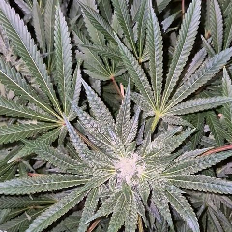 Karli - SHISKABERRY (auto) growlog timeline photo