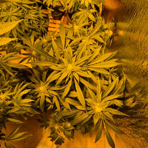 Kushi 😶‍🌫️(rest n. Teilernte/ critical kush, 9.1.24 🎁, Kümmerling) growlog timeline photo