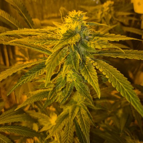 Karli - SHISKABERRY (auto) growlog timeline photo