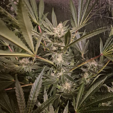 Karli - SHISKABERRY (auto) growlog timeline photo