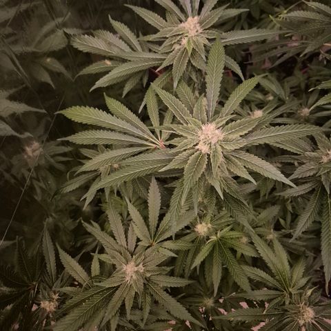 Kushi 😶‍🌫️(rest n. Teilernte/ critical kush, 9.1.24 🎁, Kümmerling) growlog timeline photo