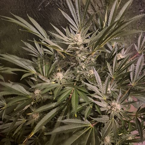 Karli - SHISKABERRY (auto) growlog timeline photo