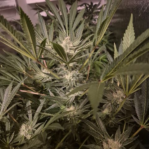 Karli - SHISKABERRY (auto) growlog timeline photo