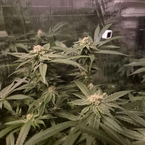 Kushi 😶‍🌫️(rest n. Teilernte/ critical kush, 9.1.24 🎁, Kümmerling) growlog timeline photo