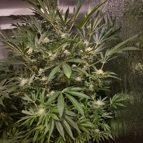 Karli - SHISKABERRY (auto) growlog timeline photo