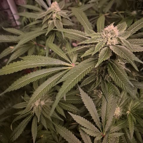 Kushi 😶‍🌫️(rest n. Teilernte/ critical kush, 9.1.24 🎁, Kümmerling) growlog timeline photo