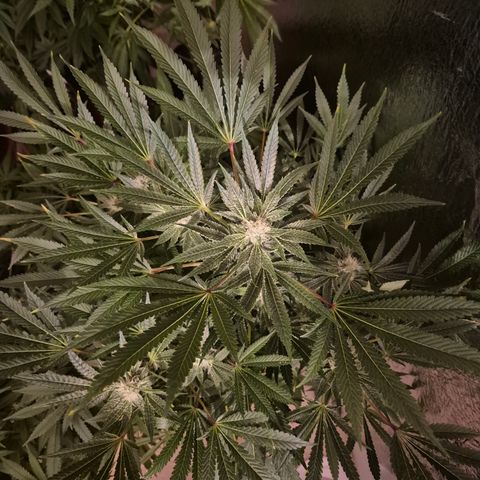 Karli - SHISKABERRY (auto) growlog timeline photo