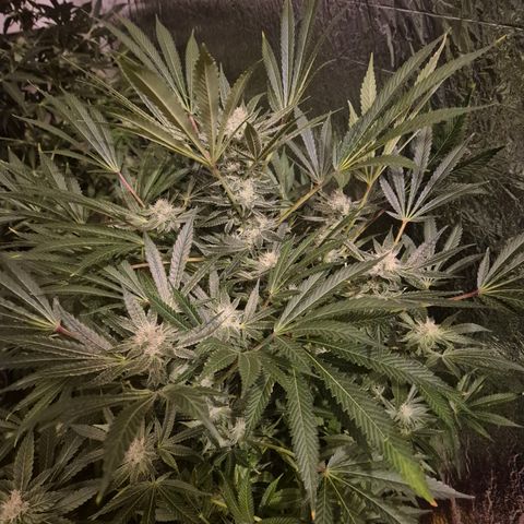 Karli - SHISKABERRY (auto) growlog timeline photo