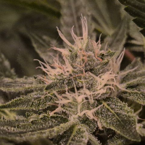 Karli - SHISKABERRY (auto) growlog timeline photo