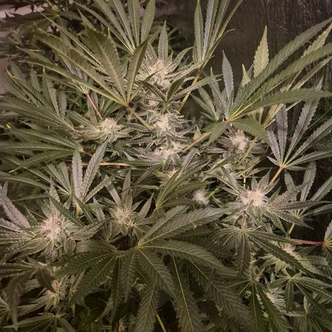 Karli - SHISKABERRY (auto) growlog timeline photo