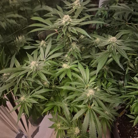 Kushi 😶‍🌫️(rest n. Teilernte/ critical kush, 9.1.24 🎁, Kümmerling) growlog timeline photo