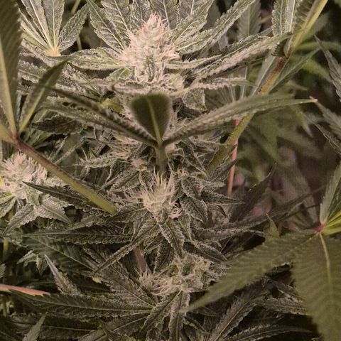 Karli - SHISKABERRY (auto) growlog timeline photo