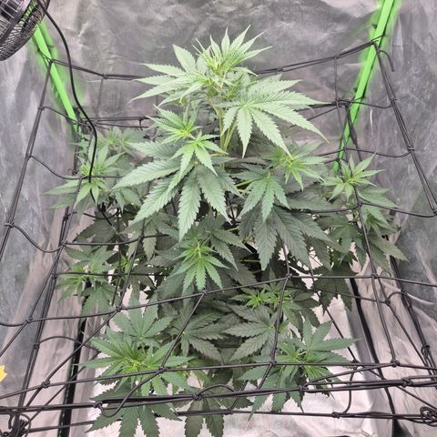 🌅Sherbi photo, blue sunset sherbert, Barneys farm  growlog timeline photo
