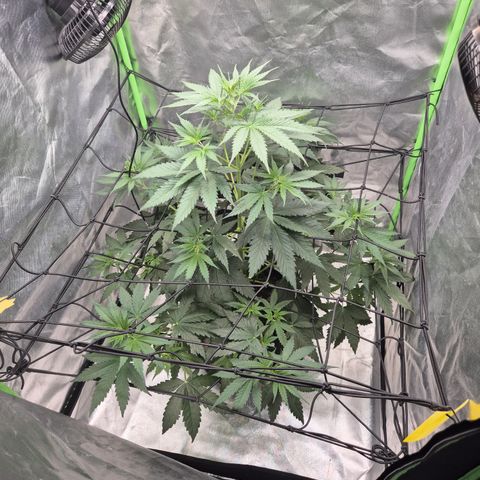 🌅Sherbi photo, blue sunset sherbert, Barneys farm  growlog timeline photo