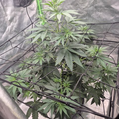 🌅Sherbi photo, blue sunset sherbert, Barneys farm  growlog timeline photo