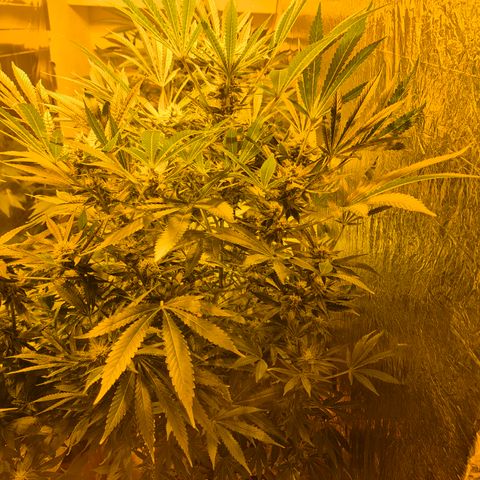 Karli - SHISKABERRY (auto) growlog timeline photo