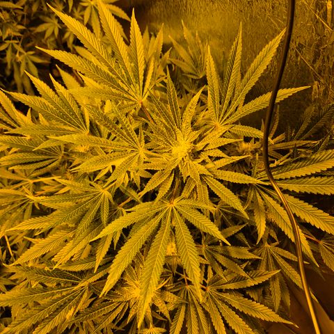 Karli - SHISKABERRY (auto) growlog timeline photo