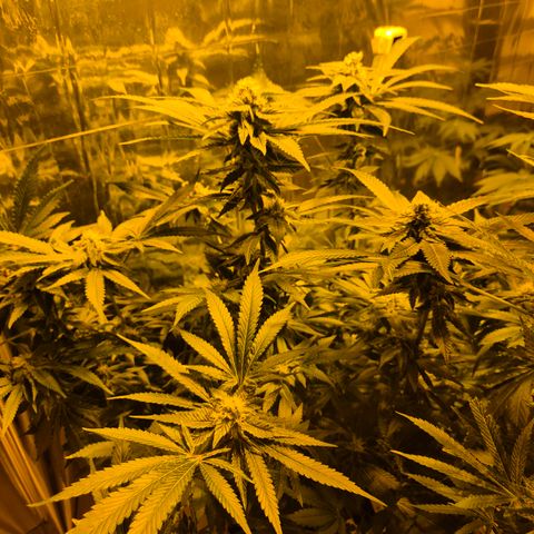 Kushi 😶‍🌫️(rest n. Teilernte/ critical kush, 9.1.24 🎁, Kümmerling) growlog timeline photo