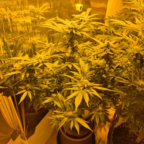 Kushi 😶‍🌫️(rest n. Teilernte/ critical kush, 9.1.24 🎁, Kümmerling) growlog timeline photo