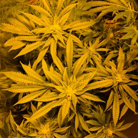 Kushi 😶‍🌫️(rest n. Teilernte/ critical kush, 9.1.24 🎁, Kümmerling) growlog timeline photo