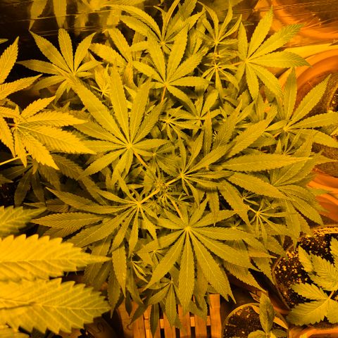 Mimosa evo Photo ♥️ Barney's Farm  growlog timeline photo