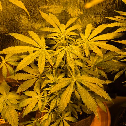 🌈 Zkittles auto🌈 growlog timeline photo