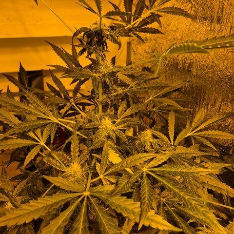 Runtzi Auto ♥️ Barney's Farm  growlog timeline photo